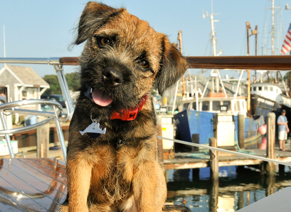 Brown dog wearing a red collar on a boat docked at a marina.