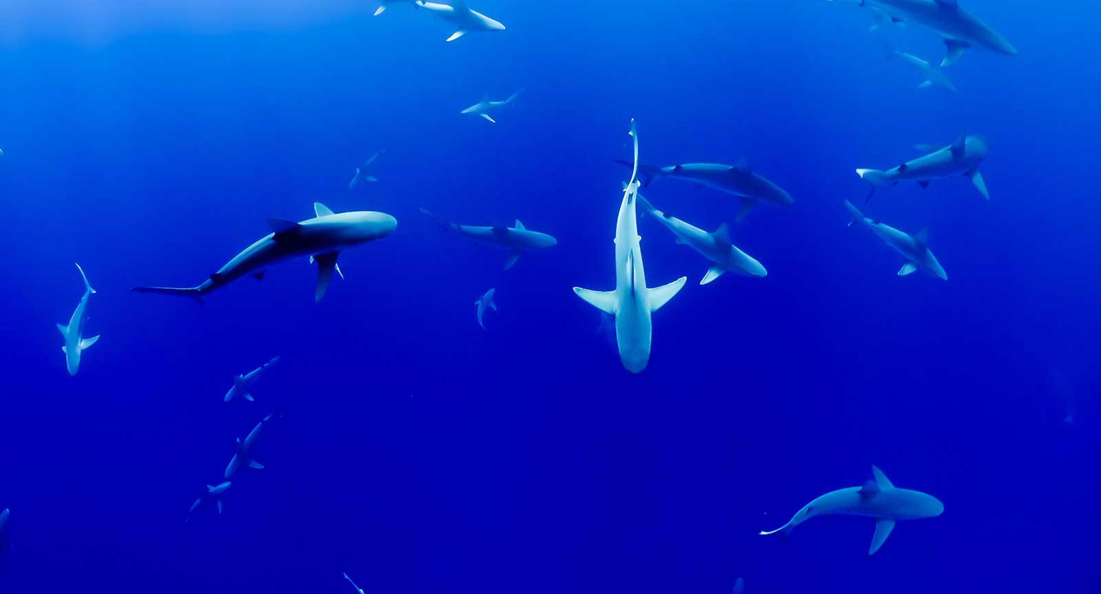 Shark Watching in Cape Cod 