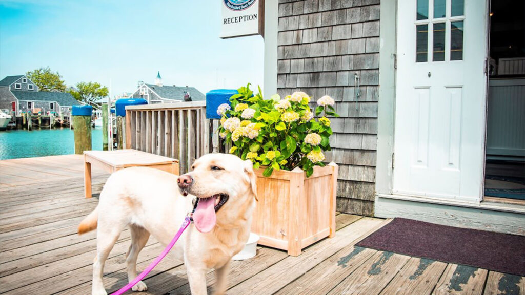 Dog friendly Nantucket - The Cottages and Lofts at the Boat Basin