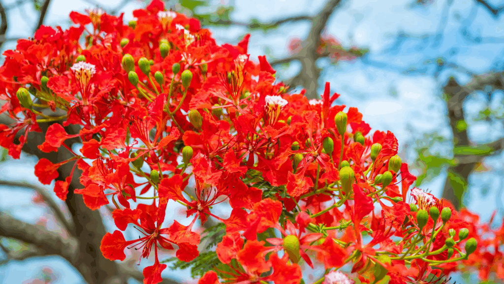 red flamboyant flowers in Nevis