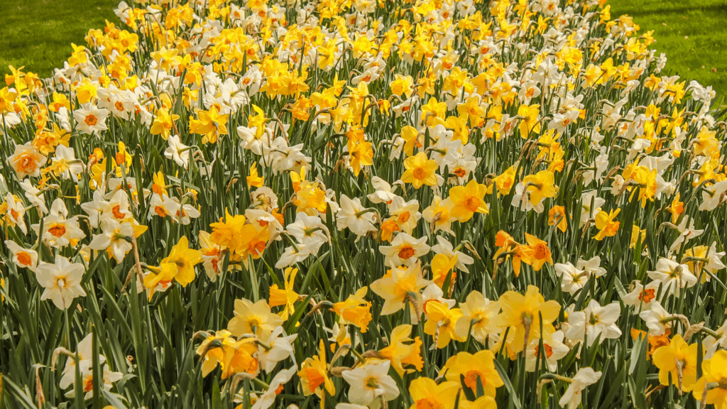 Yellow and white daffodils in a grassy green lawn
